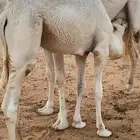 قعود للبيع