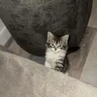 قطه شيرازي مع اغراضها للتبني