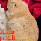 قطط شيرازية للتبني