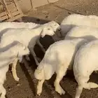 رخال مقاني