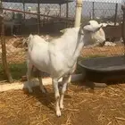 فحل بيشي فاخر