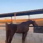 حصان اشقر شيخ