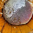 عسل سمر عرض خاص