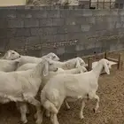8 رخال صنف الصنف الي يبغا يقني و الي يبغا يذبح