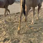 قعدان مفاريد كفو مبداء ولا زواج فل للبيع التواصل اتصال