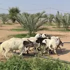 سواكن ذبائح مرابي كاش 1000 تمارا 1100 مع الذبح والتوصيل