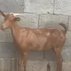 2 معزا بلدي دفيع(تم البيع)