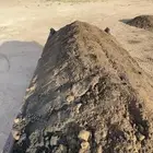 سماد بقر صافي صافي نظيف ( القصيم )