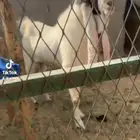 للبيع مشروع فحل