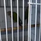 زوج كنيور أناناس