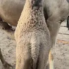 للبيع حوار ابو 3 شهور ونص