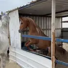 حصان شعبي حراره وصحه