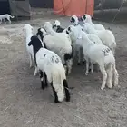 سواكن للبيع الحويه