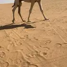 القعود الكفووو
