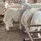 طليان بريه من إنتاج المراح
