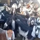 معزا للبيع