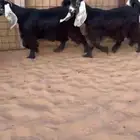 جفار عوارض صنف فااخر