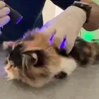 قط بيكي فيس شهرين انثى(تبني مستعجل مسافره ).