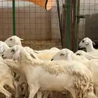 ضان مقنى