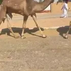 قعود رماني كفو