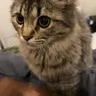 قطه سكوتش بعمر 10 شهور للبيع بجميع اغراضها