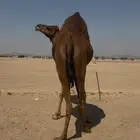 بكره دهما عكشا رباع لقحه