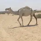 عشرا طيبه وكفو