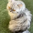 قطط للتبني