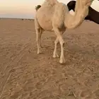 وضحاء معشر .