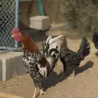 دجاج طقم ماكنتوش عربي