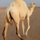 للبيع ضريبة طيبه