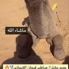 مطلوب ذود للبيع