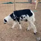 رخل نجديه العمر 4 شهور