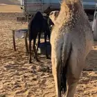 بكرة شقحاء