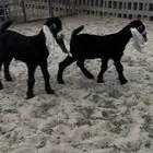 دواغير تيوس عوارض