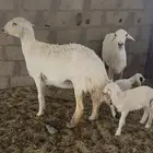 غنم وليد