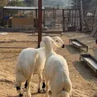 خروفين فل شحم