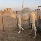 قعود مفرود فل شحم