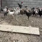 دجاج بلدي