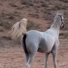 حصان شعبي شيخ