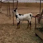 جفرة بيشية