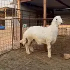 طلي حري كفو