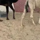 قعدان كفو فل للبيع مغلقه التواصل اتصال