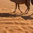 شعلا خلفا تحتها بكرة