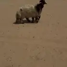 ذبايح كفو