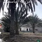 انتاج المزرعة من التمور للبيع قبل الحصاد
