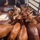 مندوب حلال من محايل عسير