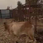 5 عجول بلدية