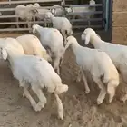 بهم