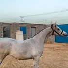 مهره شيخه